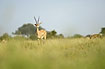 Grants Gazelle on the savannah