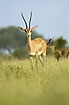 Gazelle behind the tall grass