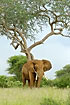 Elephant at the base of a flowering tree