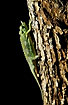 Green chameleon on brown tree