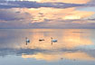 Mute swans at the Baltic Sea