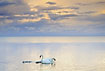 Swan family looking for food in the Baltic sea at sunset