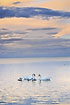 Swan family looking for food in the Baltic sea at sunset