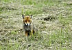 Young fox looks curiously at the photopgrapher