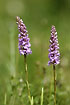 Two nice specimen of the orchid Fragrant Orchid