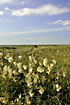 A larger group of Meadowsweet on the beach meadow