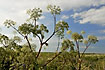 Foto af Strand-Kvan (Angelica archangelica ssp. litoralis). Fotograf: 