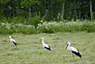White Storks occur in large numbers in Estonia