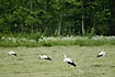 White storks in large numbers