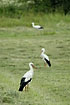 White Storks are common in Estonia
