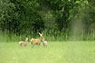 Roe Deer and young