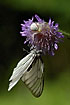 Flower Spider has caught the butterfly Black-veined White

