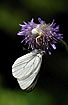 Flower Spider has caught the butterfly Black-veined White