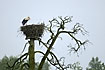 White Stork at nest on old dead tree