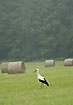 Stork among hay stacks