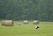 Stork and crane among hay stacks