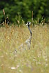 Crane partially hidden in the high grass