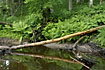 Beaver country: slow flowing stream with logs