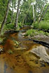 Forest stream colored by tannins