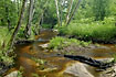 Forest stream colored by tannins