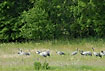 Cranes looking for food in july