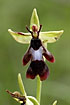 Fly Orchid up close