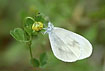 Photo ofWood white (Leptidea sinapis). Photographer: 