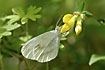 Wood white searching for nectar in a Greater Birds-foot-trefoil

