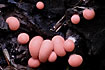 A special organism part fungus part animal