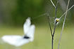 Photo of (Araneus quadratus). Photographer: 