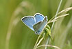 Photo ofAmandas Blue (Polyommatus amanda). Photographer: 