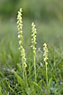 Photo ofMusk Orchid (Herminium monorchis). Photographer: 