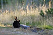 Black rabbit in the wild