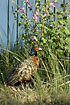 Pheasant in garden