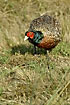 Pheasant male lookin for food in the ground