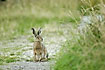 European hare on road