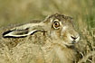 Foto af Hare (Lepus europaeus). Fotograf: 