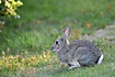 Photo ofEuropean Rabbit (Oryctolagus cuniculus). Photographer: 