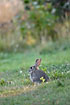 Rabbit on grassy area