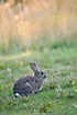 Photo ofEuropean Rabbit (Oryctolagus cuniculus). Photographer: 