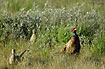 Male and two female pheasants