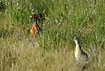 Male and female pheasant