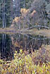 Birch and bog myrtle in autumn colours at swedish lake