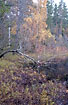 Birch and bog myrtle in autumn colours at swedish lake