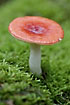 Red mushroom among green moss