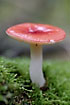 Red mushroom among green moss