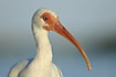 White Ibis in profil with its long red bill and blue iris