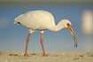 White Ibis on the beach with a nut in the bill