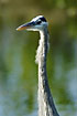The long neck of a young blue heron