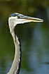 Blue heron in profile